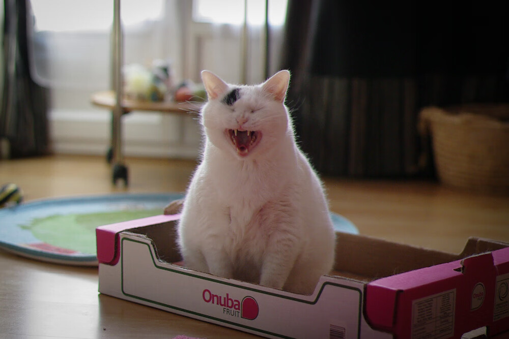 b体育app-英格兰举办篮球文化交流活动，英格兰男子篮球队