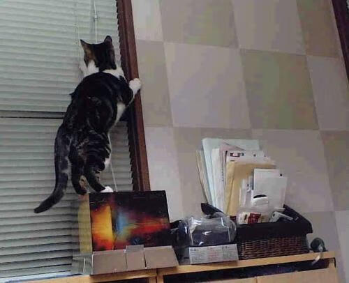 B体育中国官方平台-转会：皇马刚刚签下一名欧洲潜力新星，战术布局更丰富，皇马组建欧洲超级联赛