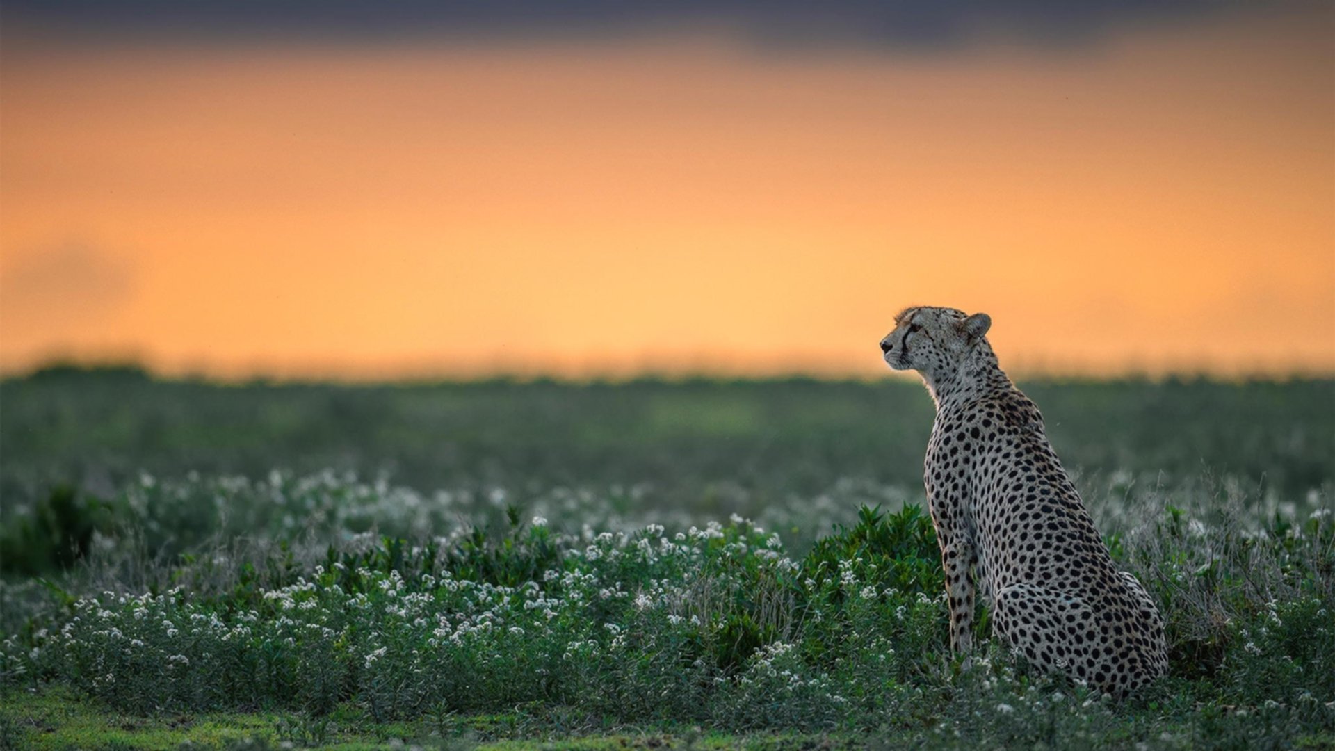 凯尔特人攻防平衡赢下强强对话,凯尔特人对战