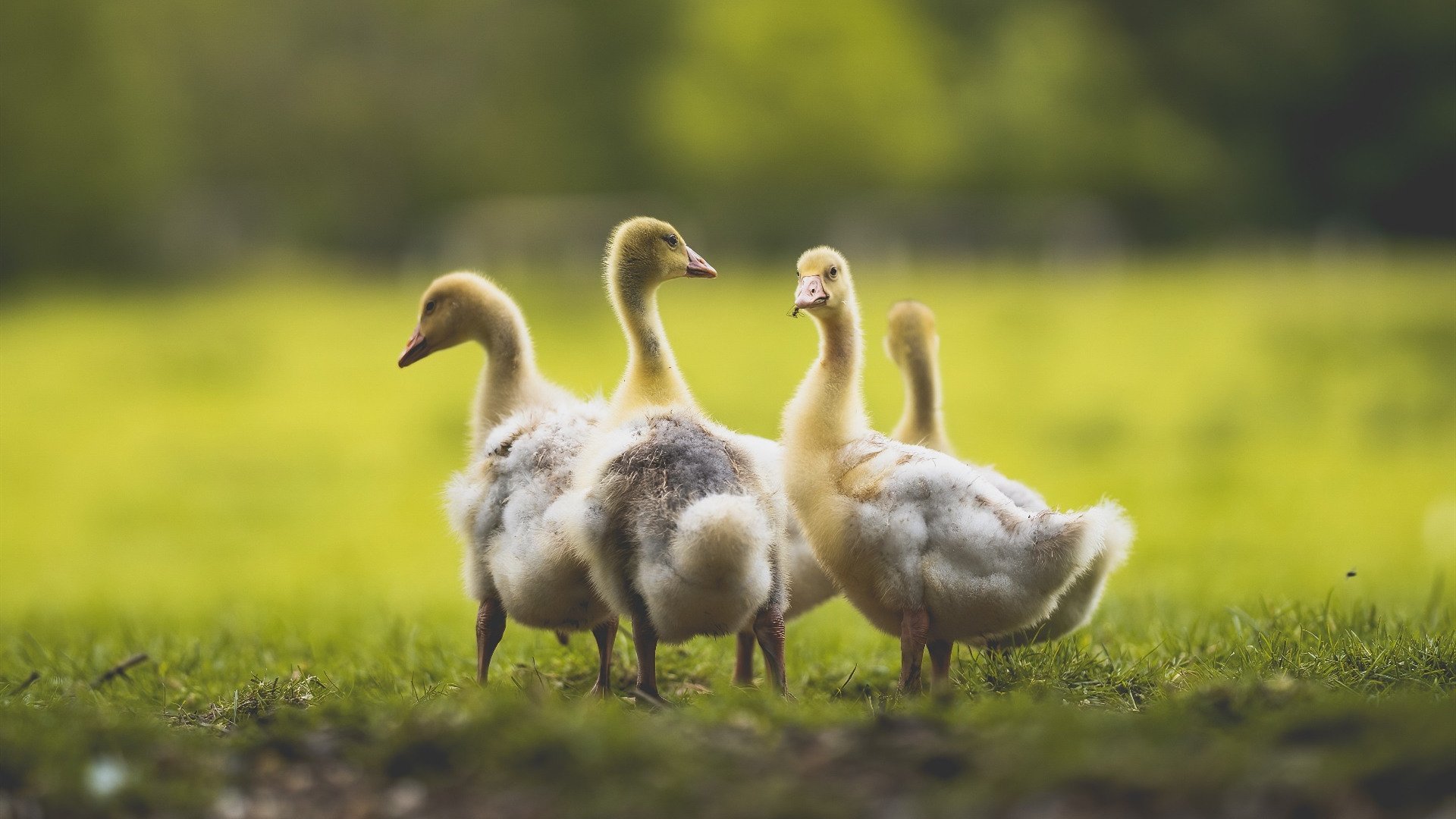 b体育电竞-太阳进攻火力全开布克带队取胜，布克24分太阳力克火箭