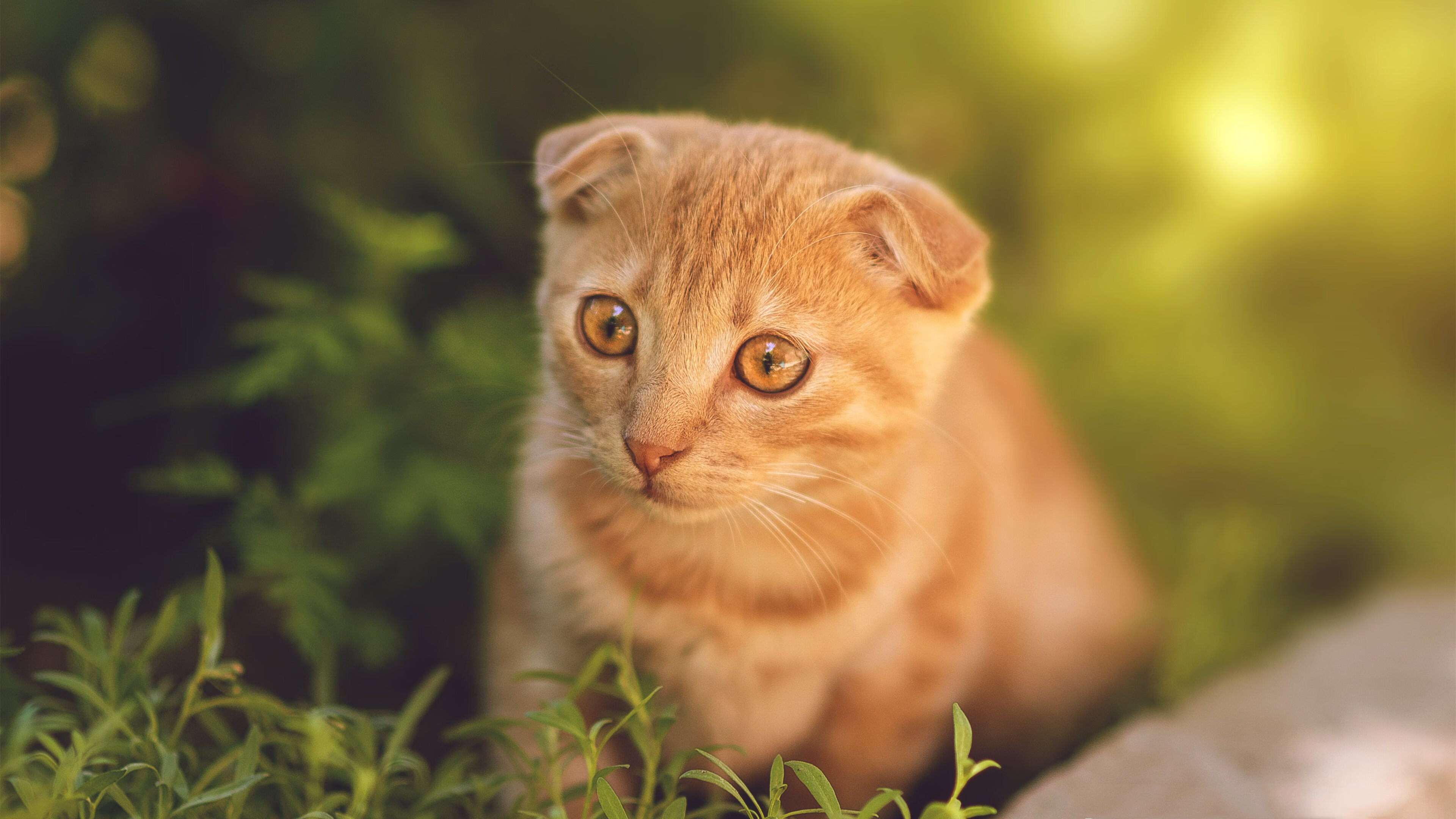 b体育娱乐-欧洲足球冠军联赛陷入争议，裁判判罚引发热议，2020-2021欧洲足球联赛冠军