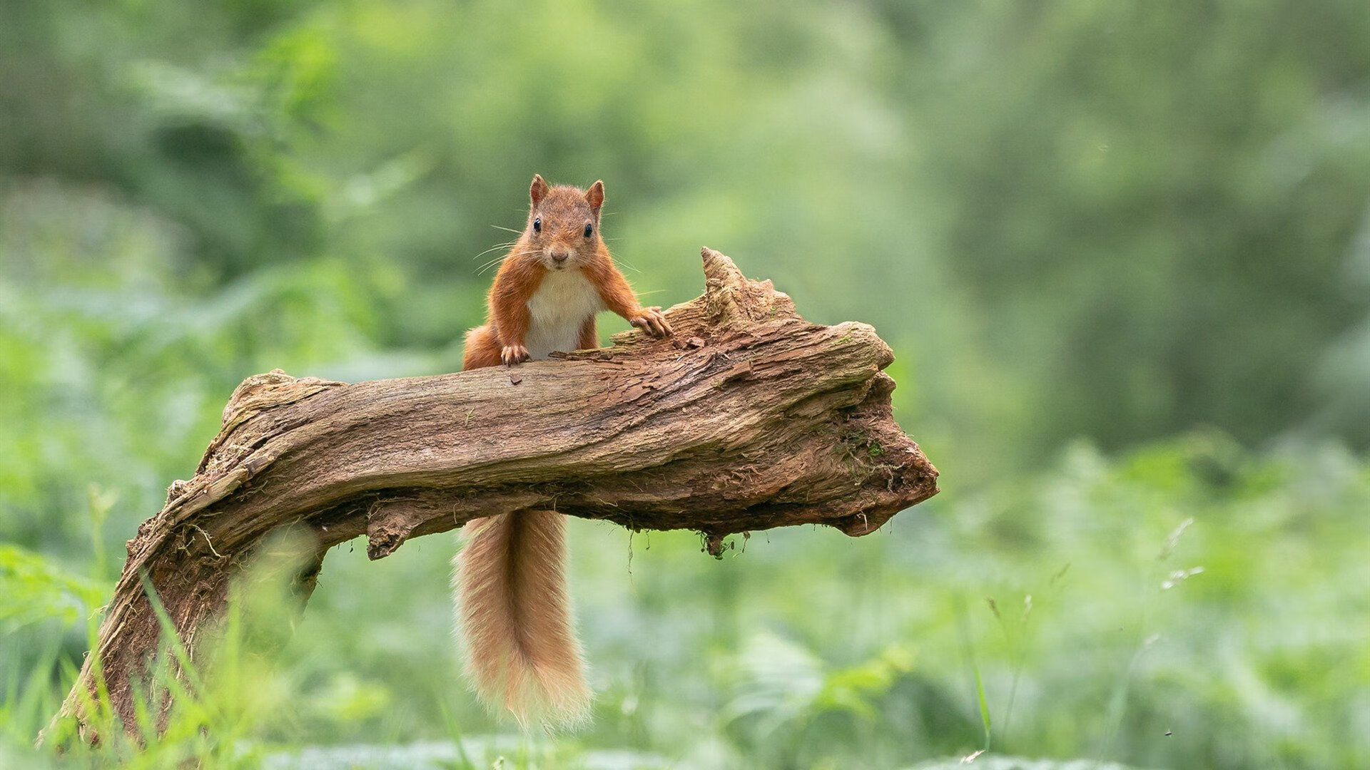 欧洲足球冠军联赛陷入争议,裁判判罚引发热议,2020-2021欧洲足球联赛冠军