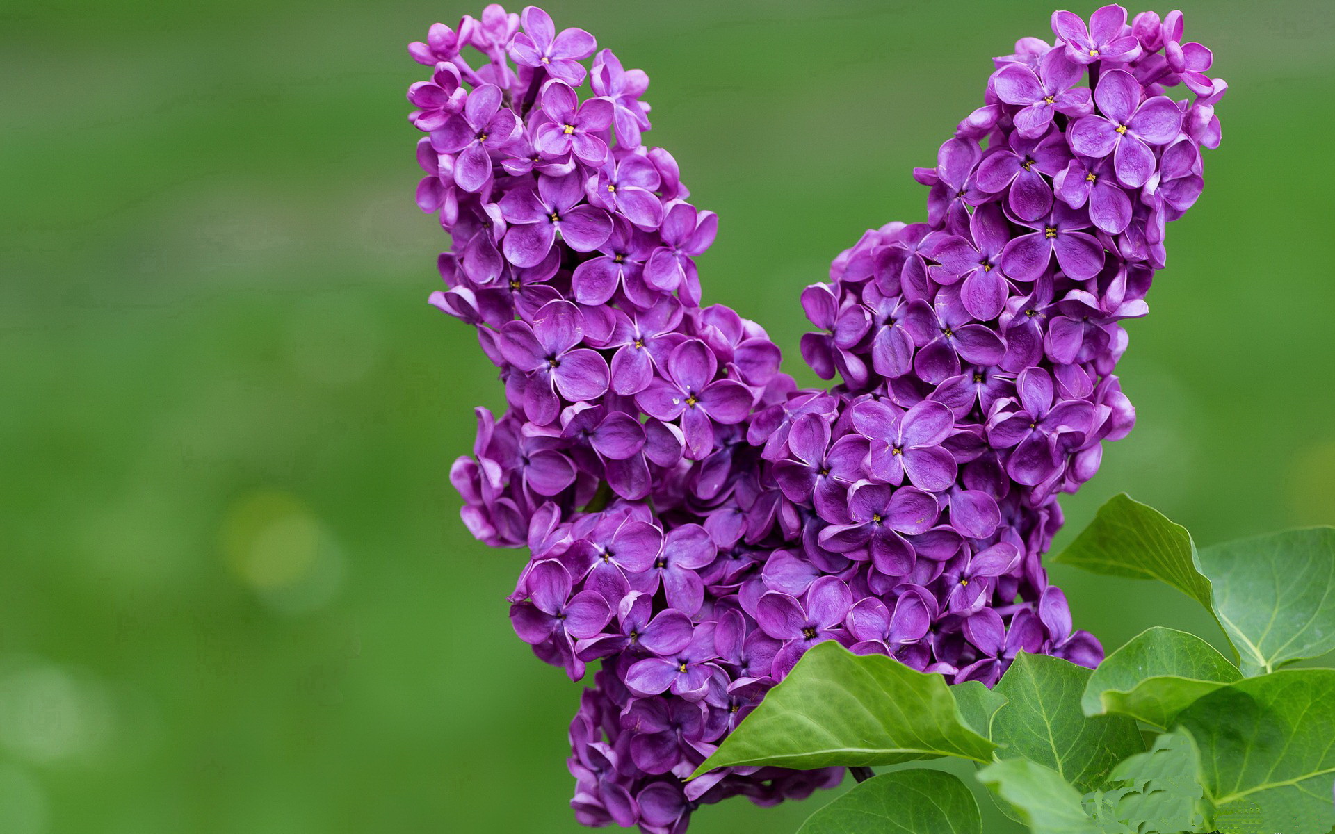 波兰险胜苏格兰,晋级淘汰赛资格在望,波兰球苏格兰