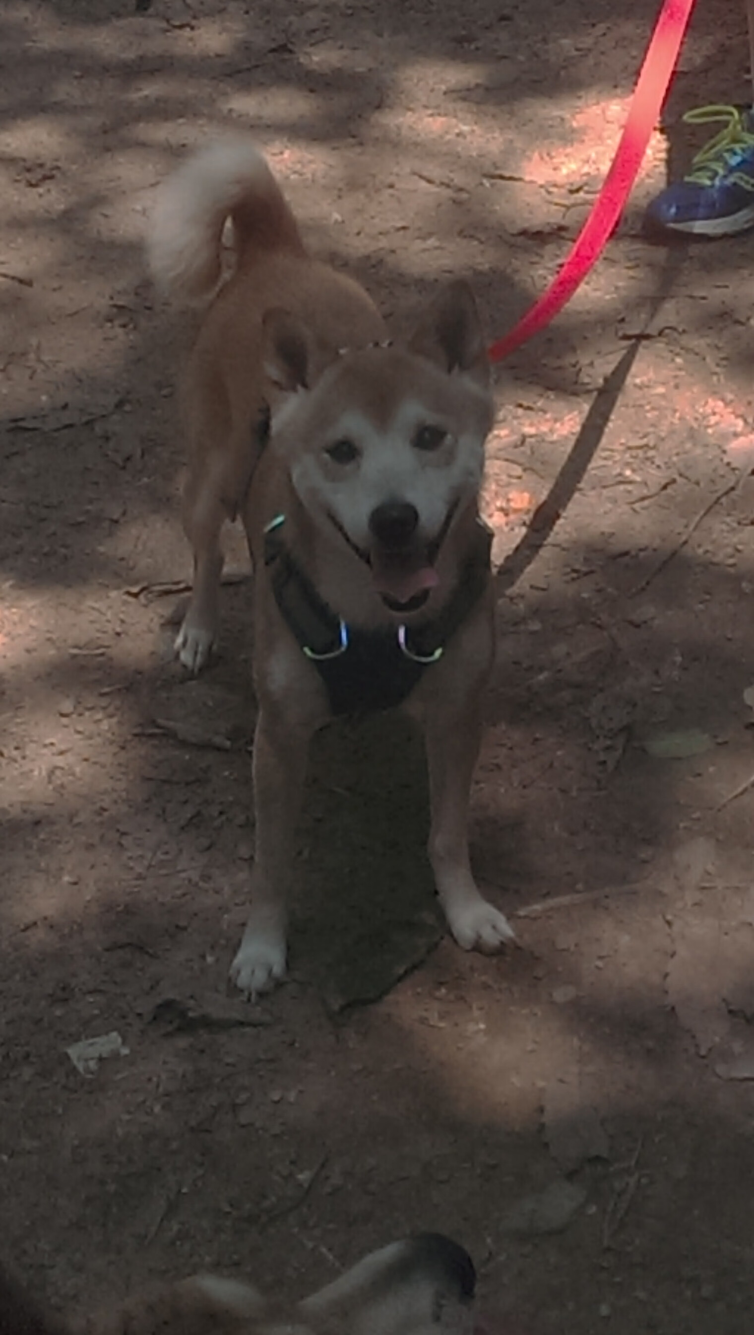 b体育APP-波切蒂诺重返南安普顿，能否带领球队重返胜利轨道？，波切蒂诺现在在哪执教