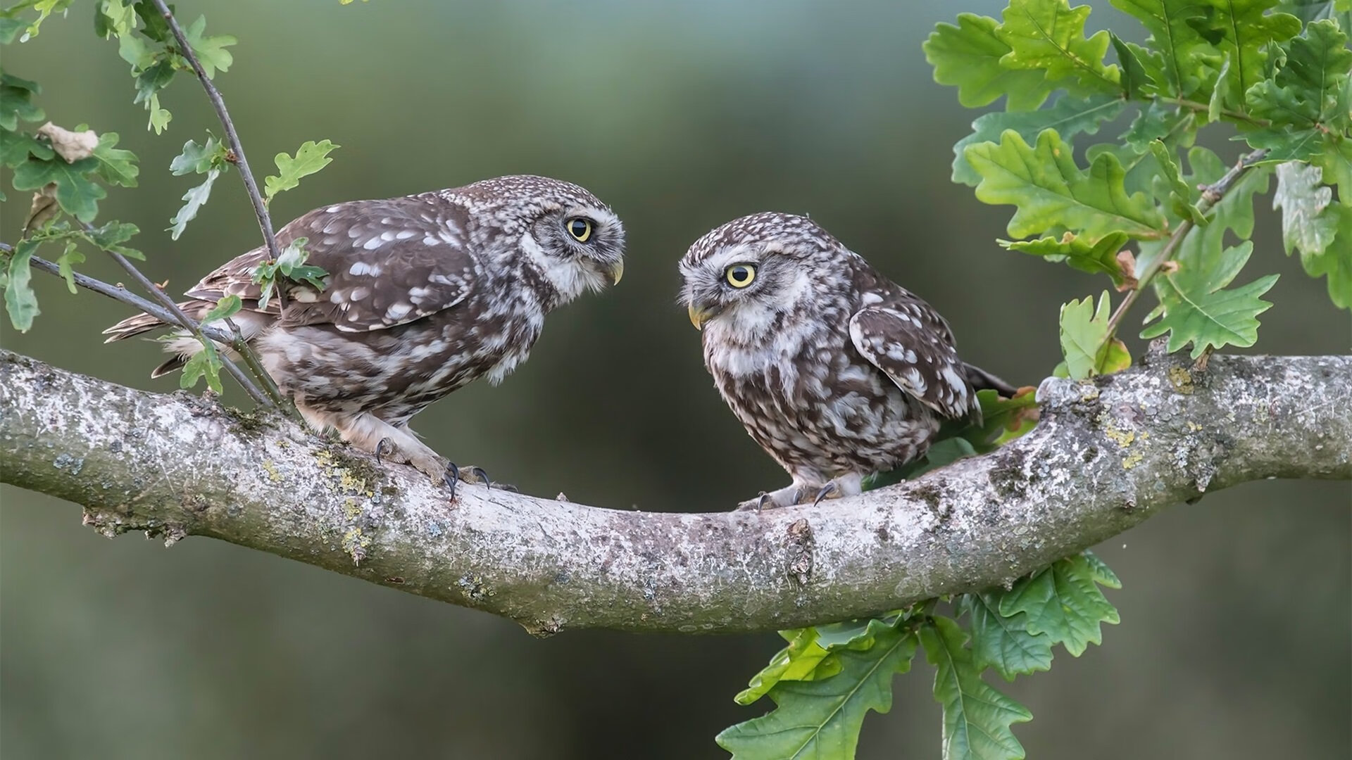 SPORTS-APP下载-红红火火！中国女足欧洲挑战赛，意大利强势对阵，女足对意大利结果