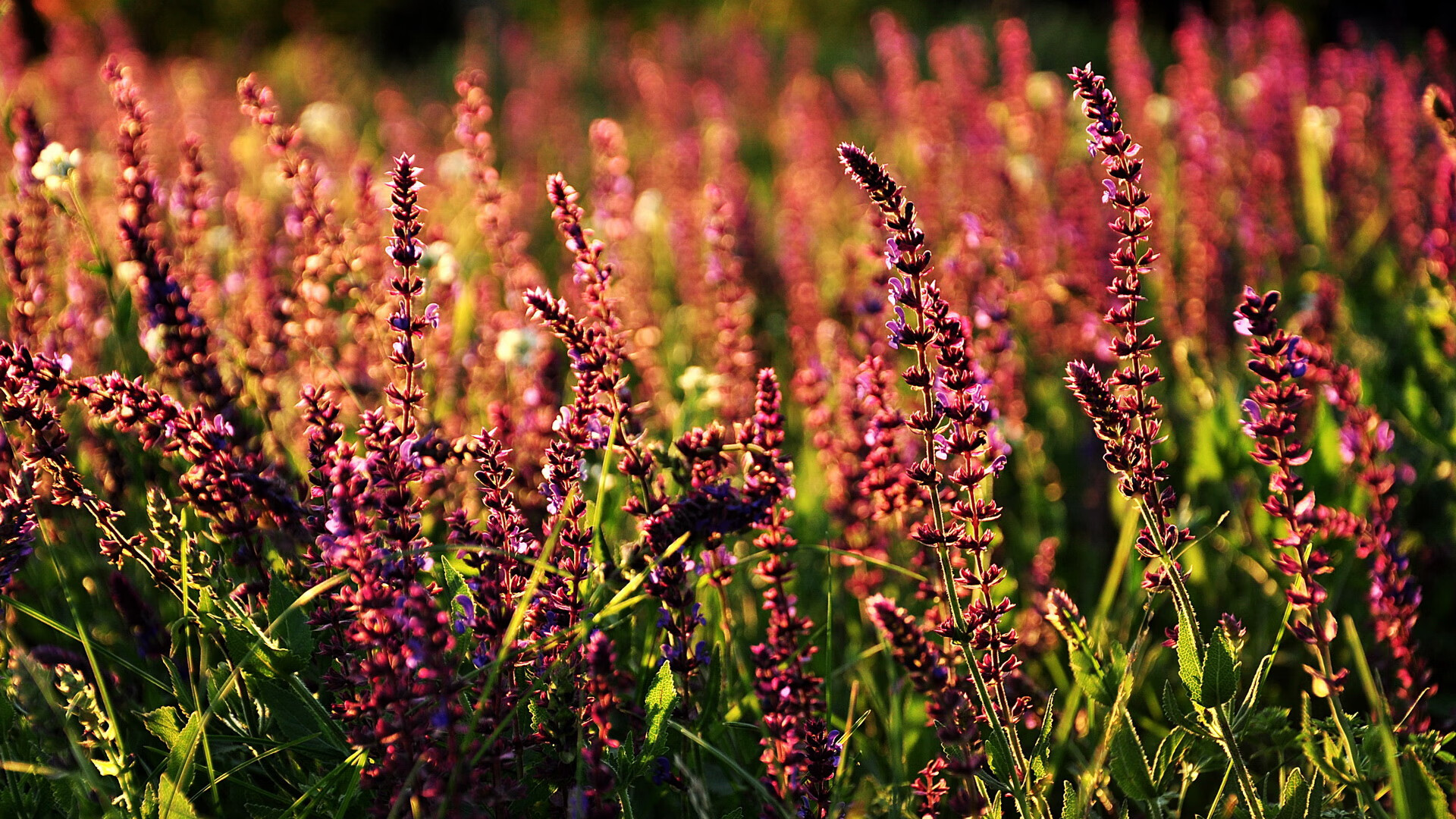 阿根廷2-0战胜日本,小组赛全胜,阿根廷2-0战胜日本,小组赛全胜了吗