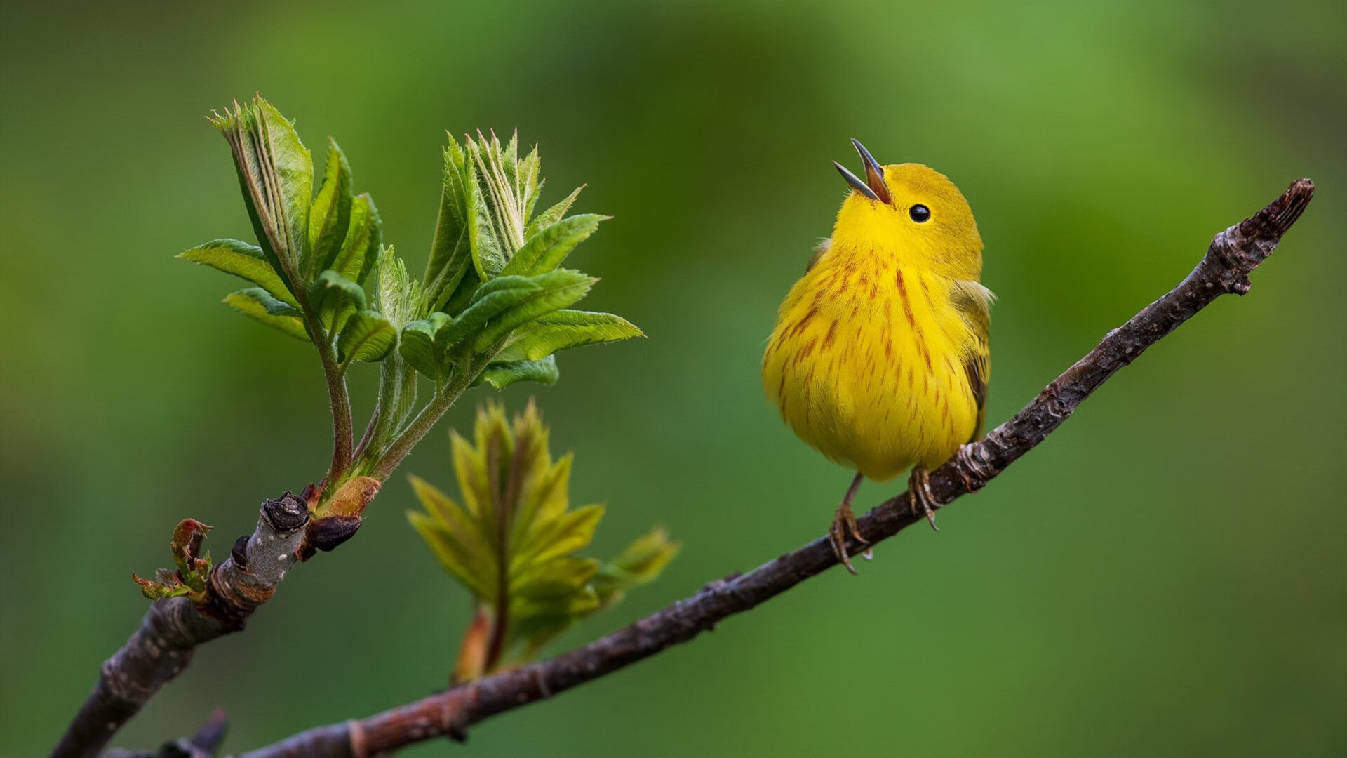 SPORTS-APP下载-中国田径接力队世界锦标赛再添奖牌，中国田径接力队名单