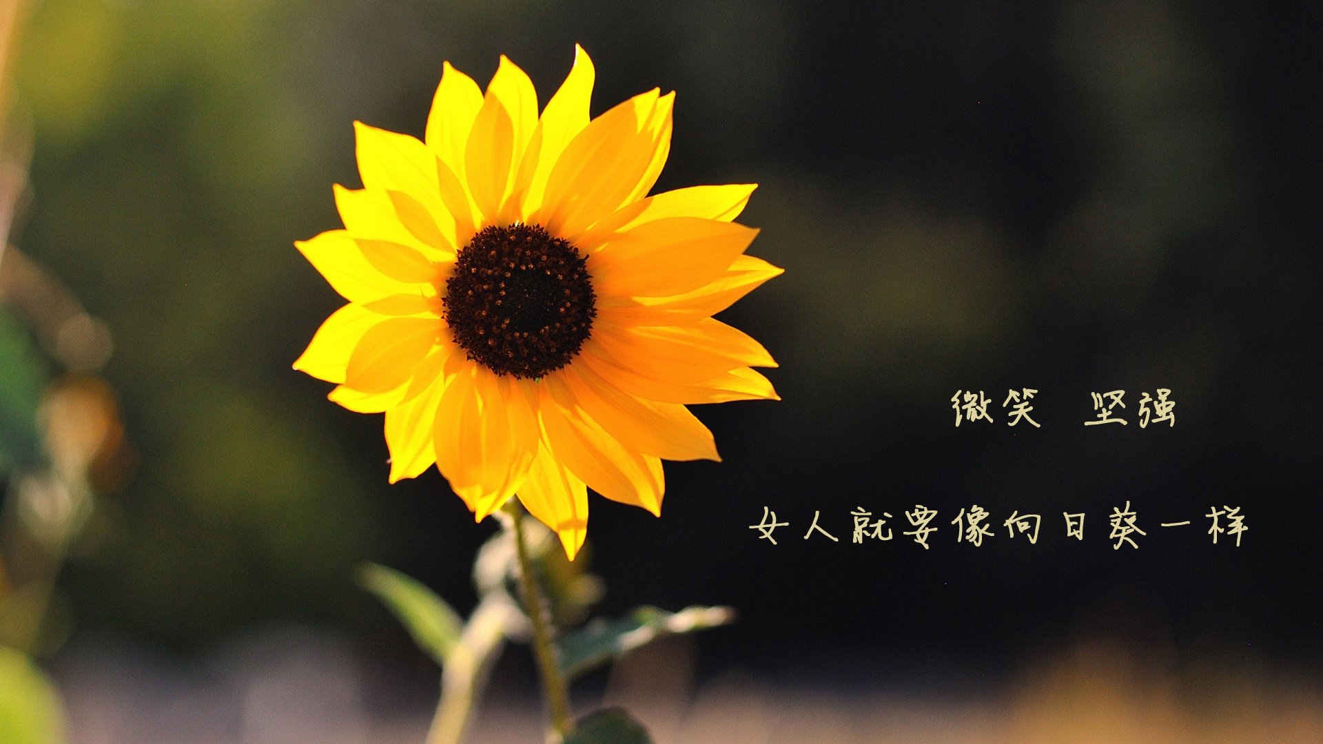 国足控球主导战术对抗防反战术成效,足球 防守反击