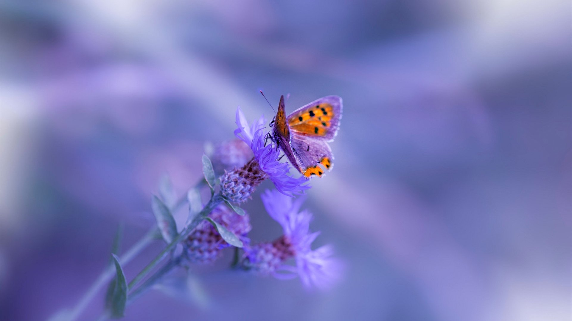 德甲俱乐部数字会员制度建设与粉丝黏性提升,德甲俱乐部是会员制的吗