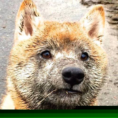 b体育官方网站-意甲明星球员场下品牌价值增长路径，2021意甲球星