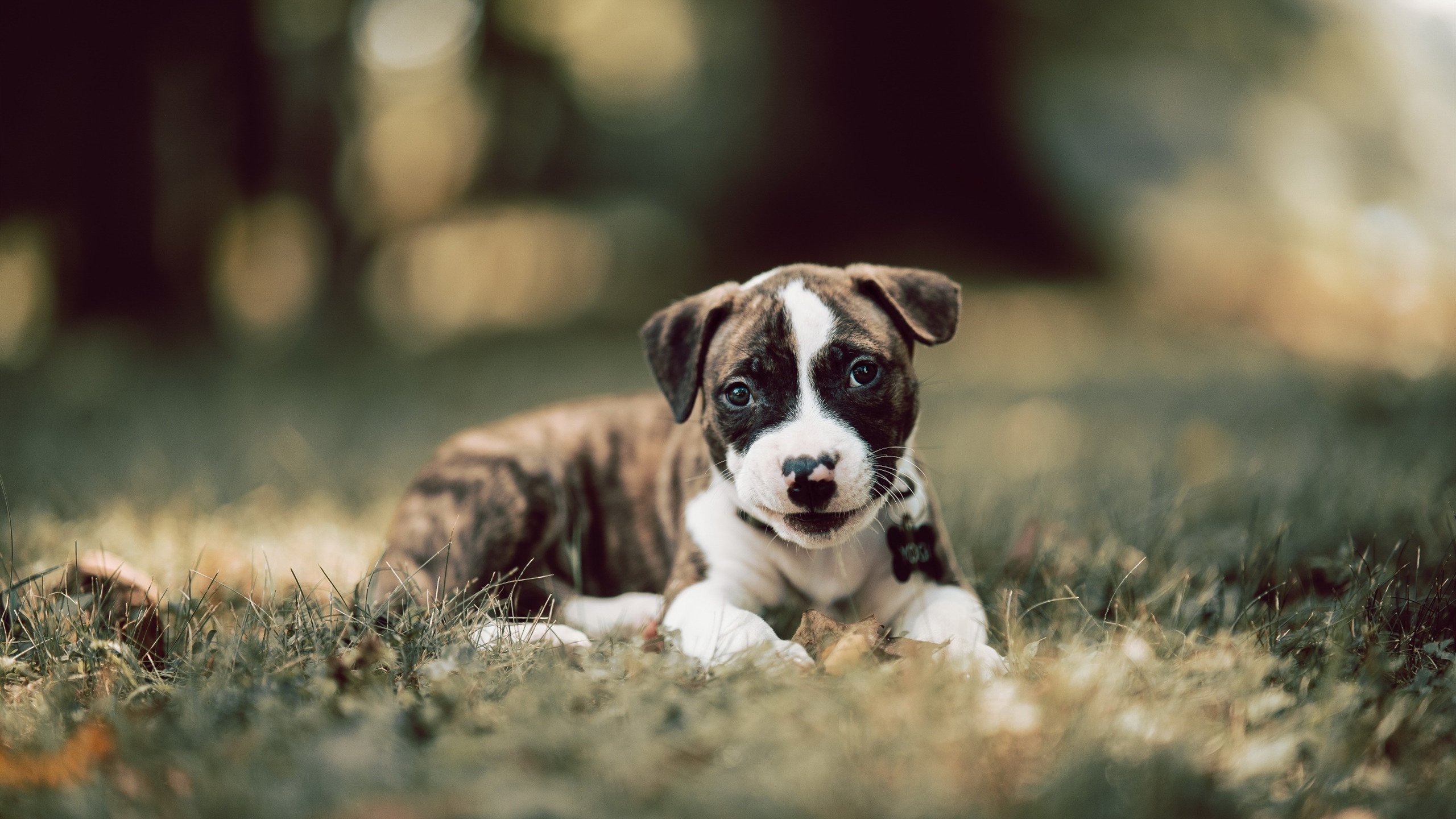 b体育电竞-五大联赛是否鼓励门将提前站位缩短组织链条，五大联赛要踢到什么时候