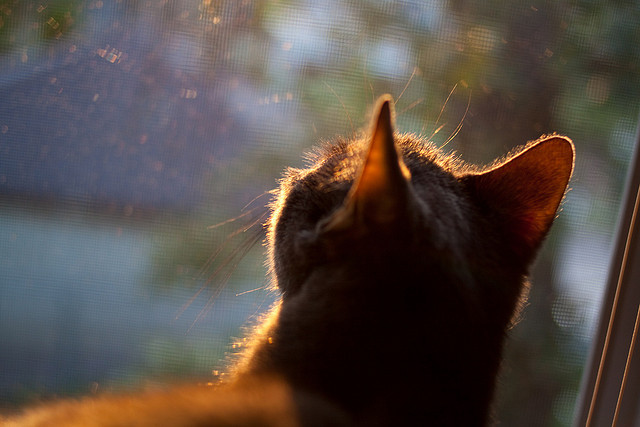 城市马拉松摄影作品展吸引民众参与,马拉松展示城市形象