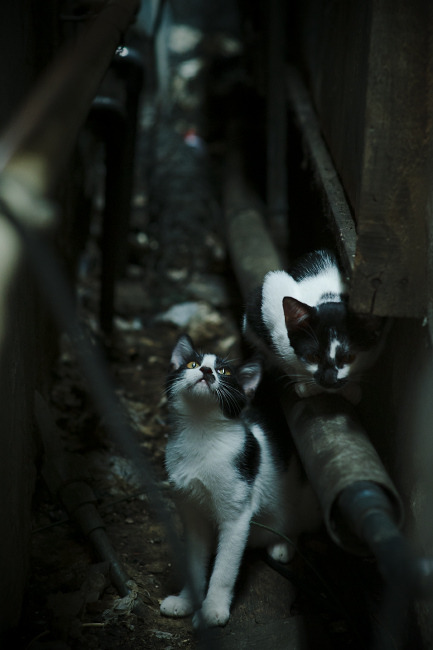 B 体育官网-莱比锡红牛中场调度推动攻势升级，莱比锡红牛是哪个联赛的球队