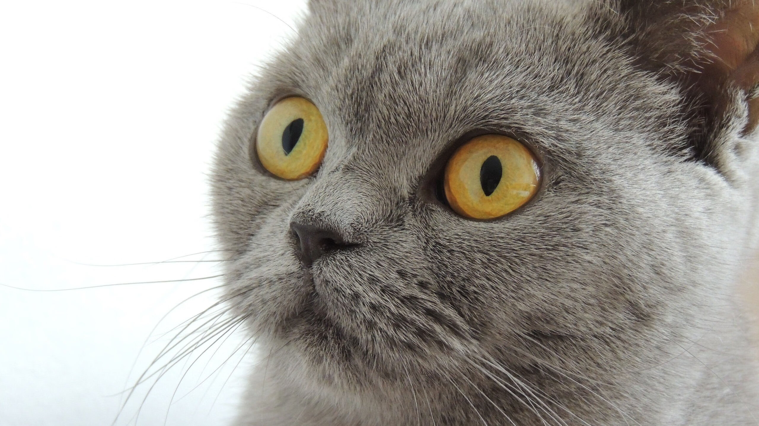 印尼男篮在亚洲排名提升,冲击奥运资格