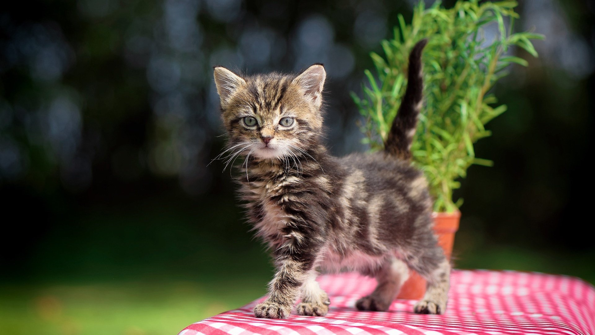 b体育直播-库里推出全新篮球训练APP引热议，库里篮球训练计划