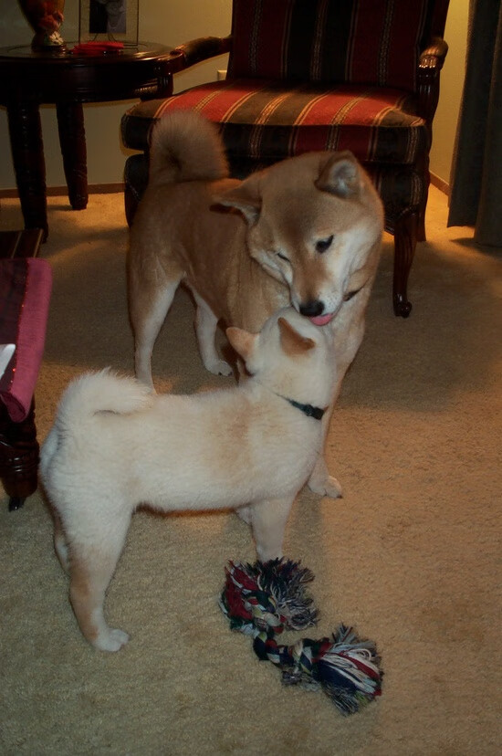 b体育直播-麦金托什冲刺阶段爆发力十足，麦金托什是哪国人